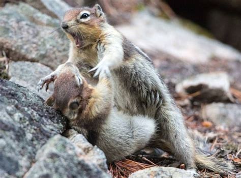 Do squirrels fight or play?