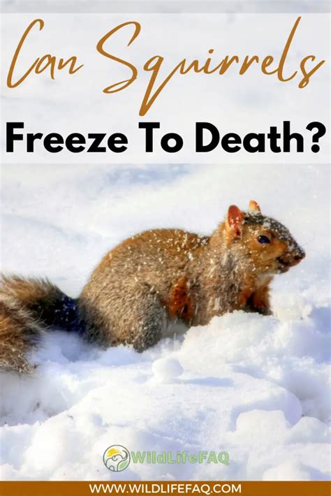Do squirrels freeze when scared?