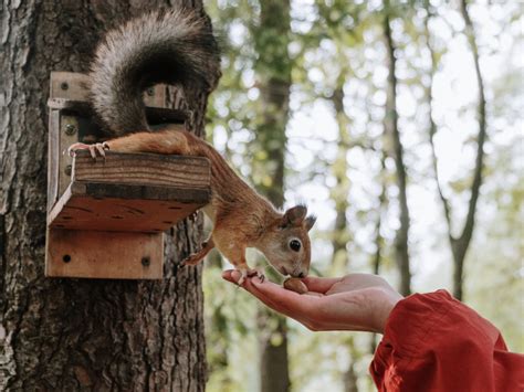 Do squirrels get attached to humans?