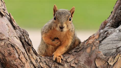 Do squirrels get scared by humans?