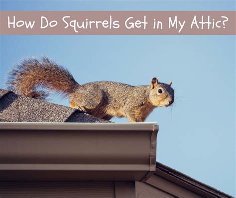 Do squirrels get stressed?