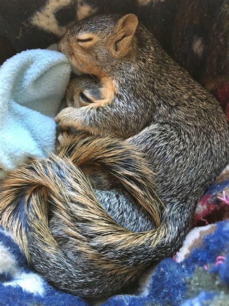 Do squirrels get tired?