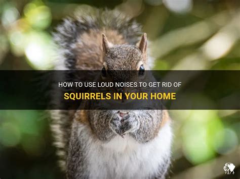 Do squirrels hate loud noises?