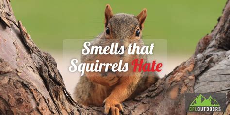 Do squirrels hate the smell of coffee?