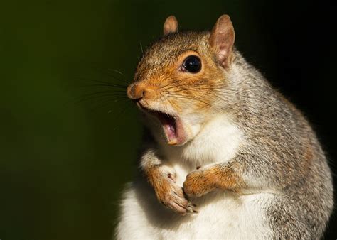 Do squirrels have anxiety?