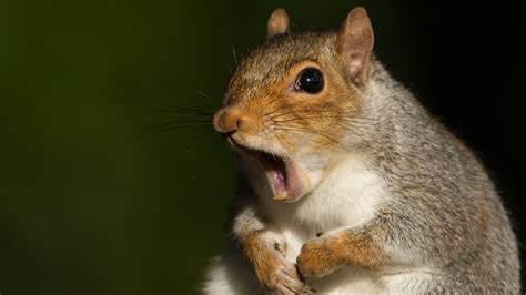 Do squirrels have emotion?