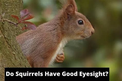 Do squirrels have good eyesight?
