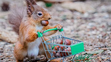 Do squirrels have panic attacks?