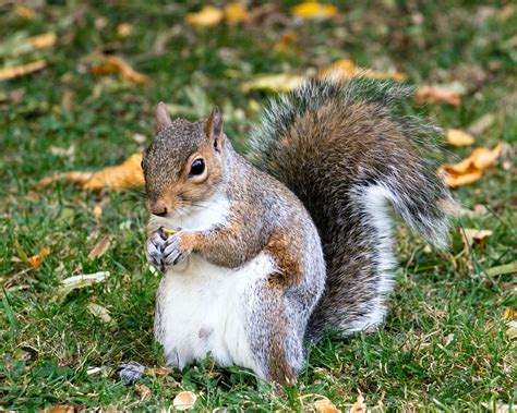 Do squirrels have personalities?