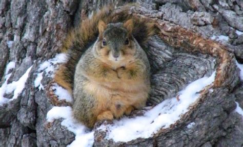 Do squirrels hibernate in Toronto?