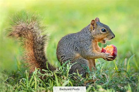 Do squirrels know that I feed them?