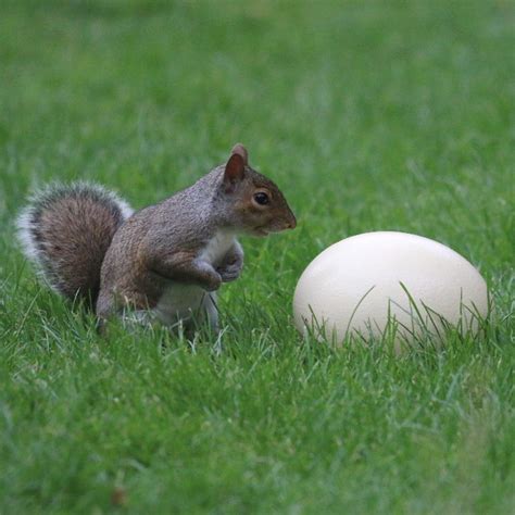 Do squirrels lay eggs?