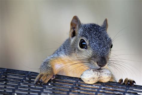 Do squirrels let you pet them?