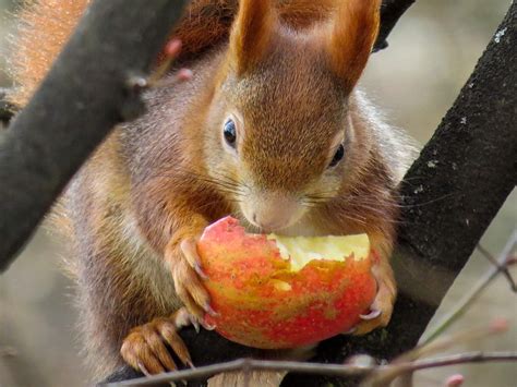 Do squirrels like apples?