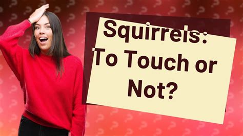 Do squirrels like being touched?