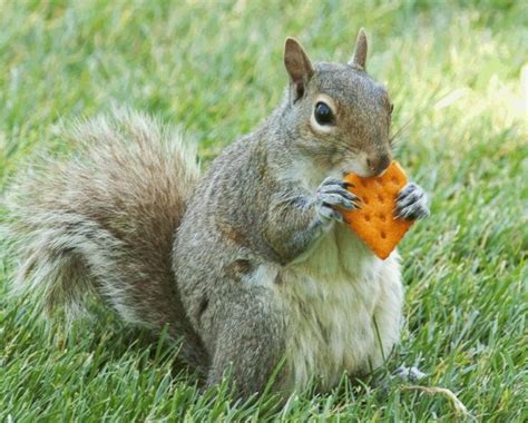 Do squirrels like cheese?