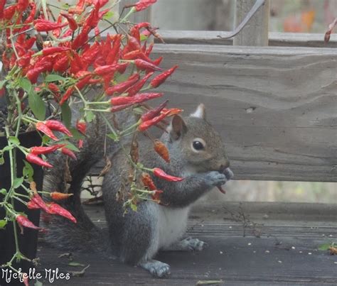 Do squirrels like hot pepper flakes?