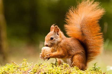 Do squirrels like peppermint?