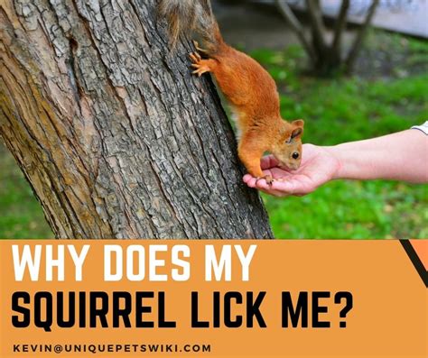Do squirrels like salt licks?