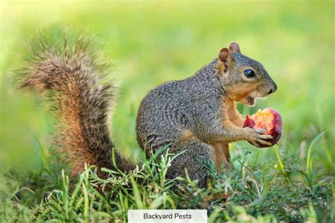 Do squirrels like the smell of garlic?