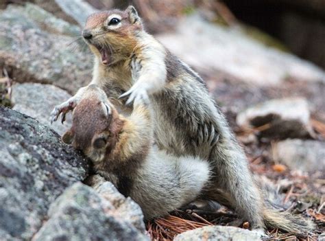 Do squirrels like to play fight?