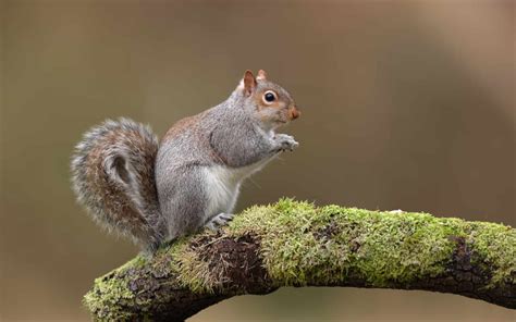 Do squirrels live in Canada?