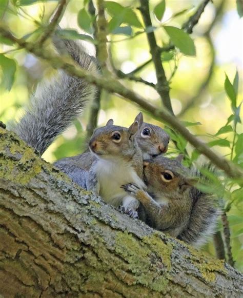 Do squirrels make friends?