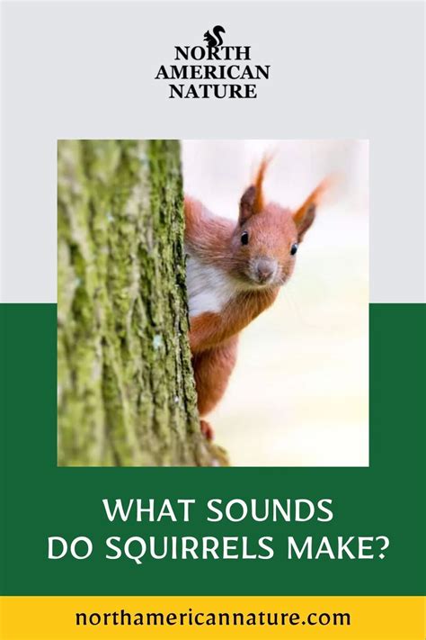 Do squirrels make warning sounds?