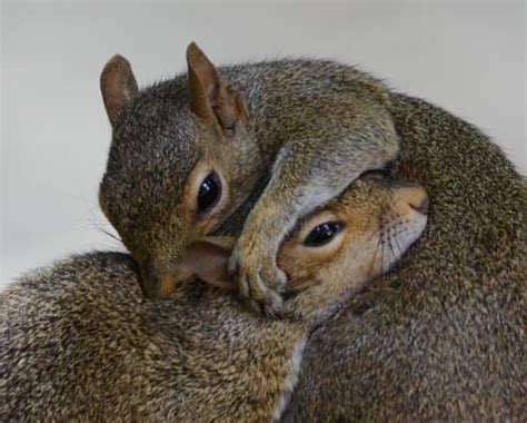 Do squirrels mate for life?