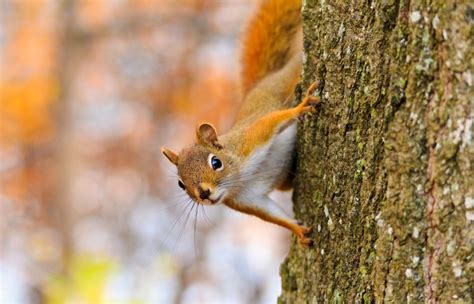 Do squirrels mourn the dead?