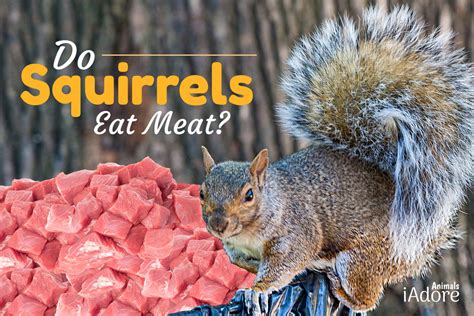 Do squirrels need meat?