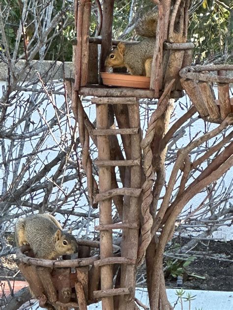 Do squirrels play with toys?