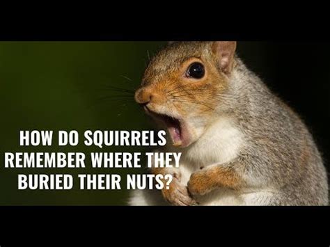 Do squirrels really remember where they bury nuts?