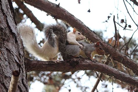 Do squirrels recognize family?