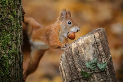 Do squirrels remember faces?