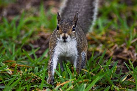 Do squirrels remember people's faces?