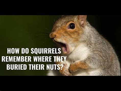 Do squirrels remember where?