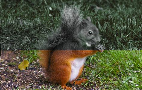 Do squirrels see color?