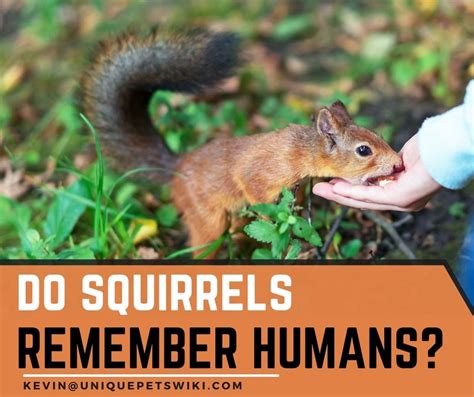 Do squirrels see humans as threats?
