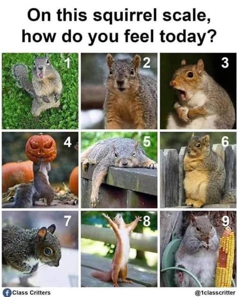 Do squirrels show emotion?