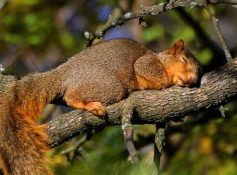 Do squirrels sleep all day?