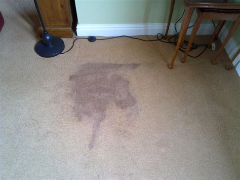 Do stains come back after cleaning carpet?