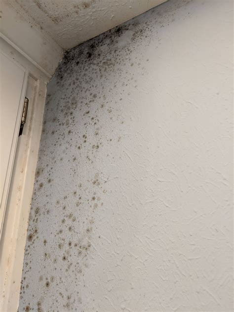 Do steam rooms get moldy?