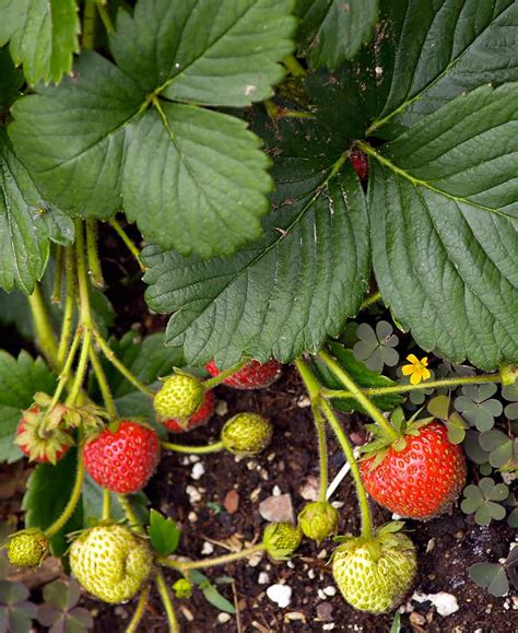 Do strawberries grow best in sun or shade?