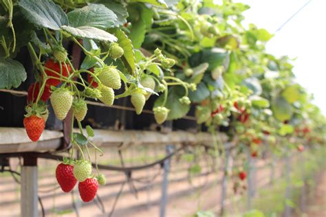 Do strawberries grow in Ukraine?