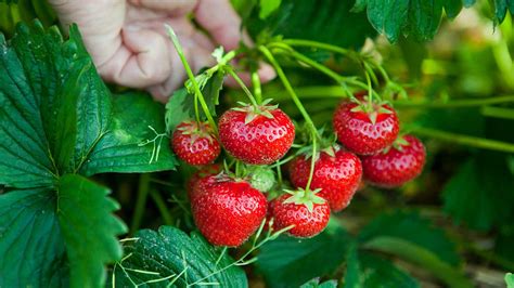 Do strawberries like sulfur?