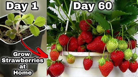 Do strawberries need high nitrogen?