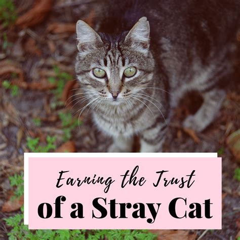Do stray cats have trust issues?