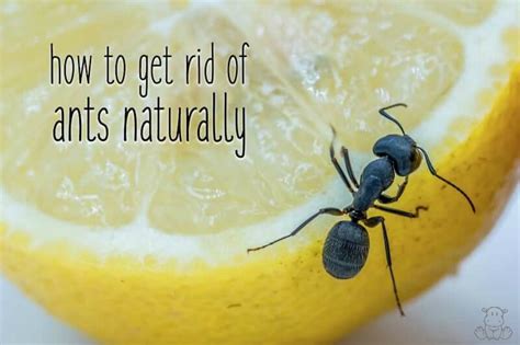 Do sugar ants hate lemon?