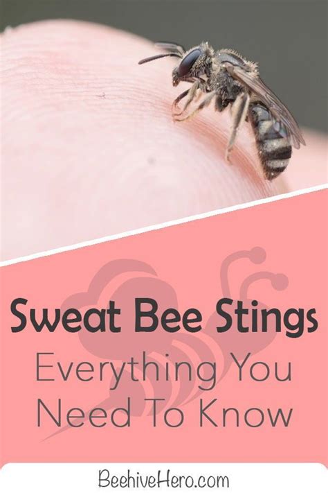 Do sweat bees sting?